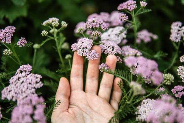 Woman holding wild purple flowers . Texas City, Texas, United States CR_INCH240125AA-1341081-01