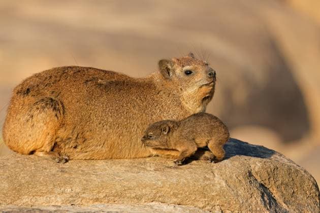 A rock hyrax (Procavia capensis) with small pup basking on a rock A rock hyrax (Procavia capensis) with small pup basking on a rock, Augrabies Falls National Park, South Africa Copyright: xZoonar.com NicoxSmitx 21064861