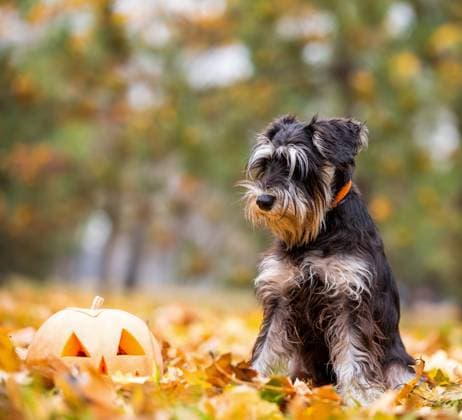 little schnauzer dog in the park with pumpkin head halloween little schnauzer dog in the park with pumpkin head halloween close up Copyright: xZoonar.com SofiiaxPotaninax 21083455