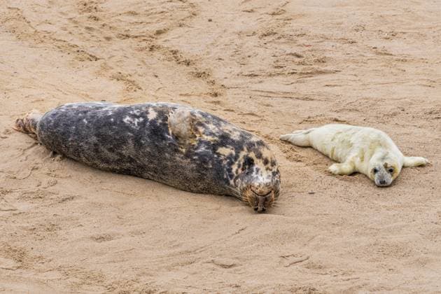 A baby seal with its mother resting on a beach A baby seal with its mother resting on a beach Copyright: xZoonar.com BerndxBrueggemannx 21097098