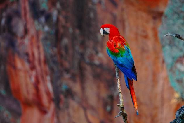 December 13, 2023, Brazil. Large Scarlet Macaw on a tree in Buraco das Araras, in the city of Jardim, in the Pantanal of Mato Grosso do Sul. Buraco das Araras is one of the largest sinkholes in the world, approximately 100 meters deep and 500 meters in ci December 13, 2023, Brazil. Large Scarlet Macaw on a tree in Buraco das Araras, in the city of Jardim, in the Pantanal of Mato Grosso do Sul. Buraco das Araras is one of the largest sinkholes in the world, approximately 100 meters deep and 500 meters in circumference Copyright: xZoonar.com rafapressx 21100145