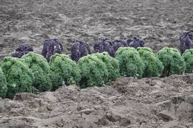 Brassica oleracea sabellica, Gruenkohl, kale Brassica oleracea sabellica, Gruenkohl, kale Copyright: xZoonar.com PeterxHimmelhuberx 21111002