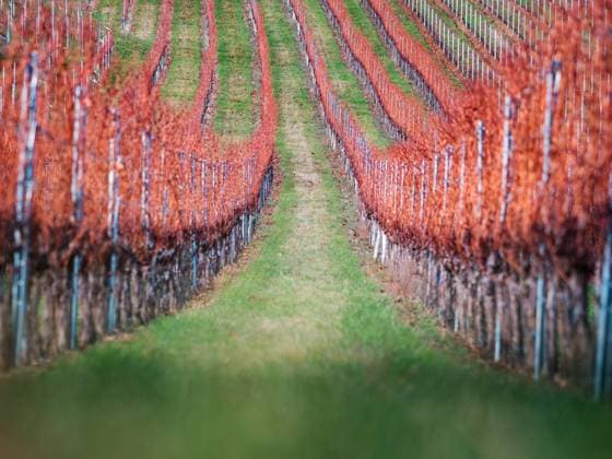 Rows of Wine Country Vineyards in Beautiful Autumn Colors of Red Rows of Wine Country Vineyards in Beautiful Autumn Colors of Red Copyright: xZoonar.com EwaldxFrx 21108435