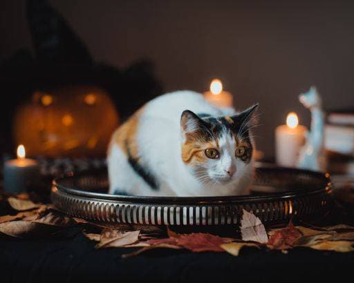 A selective closeup of a white cat in Halloween decorations 2746809 RECORD DATE NOT STATED