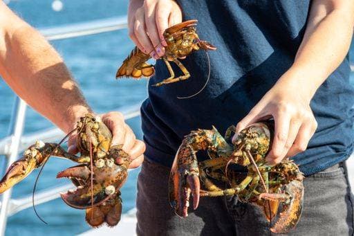 Live Lobster haul and demonstration on a boat in Boothbay Harbor Maine on a summer day 2748269 RECORD DATE NOT STATED