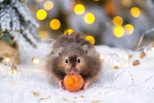 A funny shaggy fluffy hamster nibbles a carrot on a Christmas background with fairy lights and bokeh A funny shaggy fluffy hamster nibbles a carrot on a Christmas background with fairy lights and bokeh Copyright: xZoonar.com OlgaxSimonovax 21124464