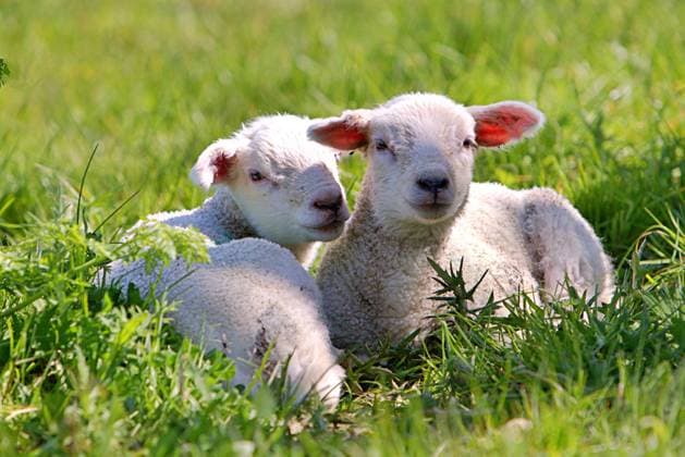 Two lambs Two lambs in a meadow Copyright: xZoonar.com ANTONYxROBINSONx 21130517