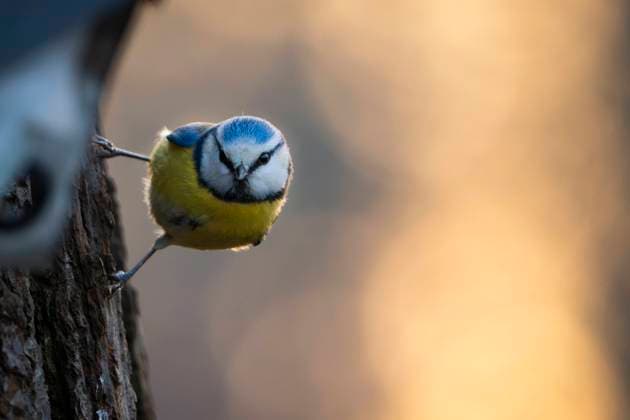 Birds Feed During Unusually Warm Winter Weather A blue tit is seen in Skaryszewski Park just before sunset in Warsaw, Poland on 30 January, 2024. Unusually high temperatures have been measured throughout the country with the thermometer reaching up to 7 degrees. Average temperatures in January in the region are well below zero degrees. Warsaw Poland  Copyright: xJaapxArriensx originalFilename: arriens-birdsfee240130_npaiP.jpg