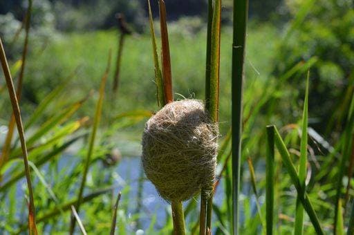 A selective of a birds nest on the reeds 2790543