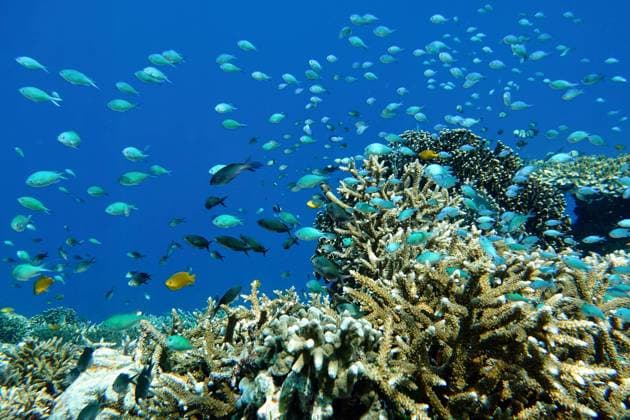 Indonesia Alor Island - Marine life Coral reef with tropical fish Indonesia, East Nusa Tenggara, Alor Island CR_GFEQ240115-1316285-01