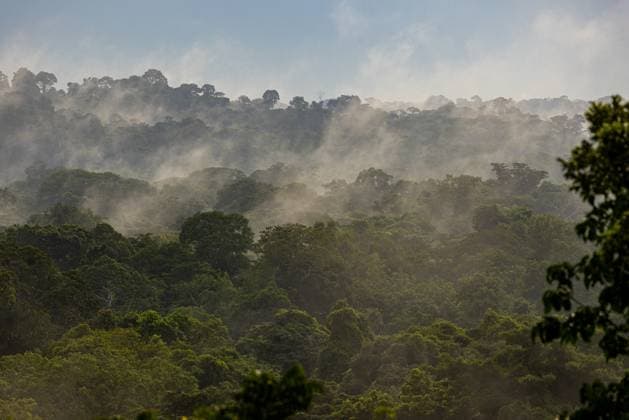 **VIDEO AVAILABLE: CONTACT INFO@COVERMG.COM TO RECEIVE** In the heart of the Peruvian Amazon rainforest, you can find what is probably the world™s most remarkable - and eco-friendly - luxury holiday accommodation. Tamandua Expeditions™ Alta Sanctuary Treehouse is hours from the nearest town, and soars above the canopy as the tallest treehouse in the Americas. It also offers a unique perspective on one of the world™s most fascinating, biodiverse, and threatened habitats. There, guests can immerse themselves in the intricate sights and sounds of the rainforest, filtering out the noise of society and tuning into the subtleties of canopy life. Nestled 110 feet above the ground in an ancient host tree entwined in a massive strangler fig, Copyright: xx 53412152