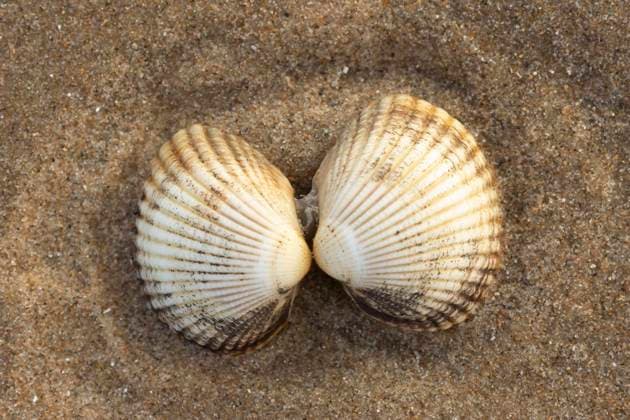  Herzmuschel, ein Paar an einem Sandstrand, Norfolk, England, Großbritannien, Europa *** Cockle, a pair to a Sandy beach, Norfolk, England, Great Britain, Europe Copyright: imageBROKER/KevinxSawford ibxksa10149388.jpg