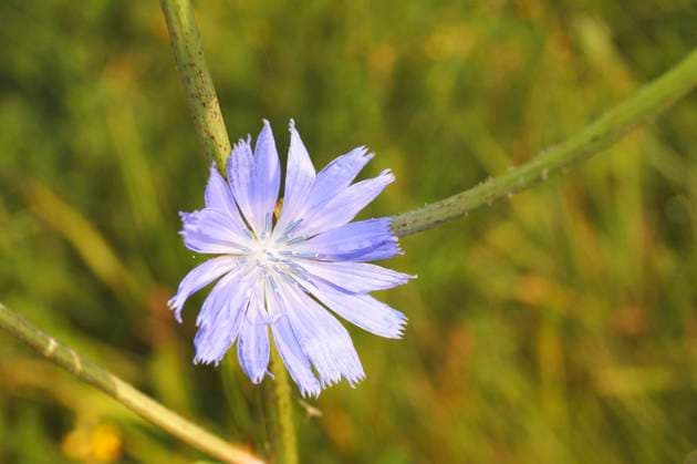Gewoehnliche Wegwarte, Gemeine Wegwarte, Zichorie (Cichorium intybus), Bluetenkoepchen, Deutschland blue sailors, common chicory, wild succory (Cichorium intybus), blooming, Germany BLWS702937 *** Usual Chicory, Common Chicory, Chicory Cichorium intybus , Blossom cocktails, Germany Blue sailors, Common chicory, Wild succory Cichorium intybus , blooming, Germany BLWS702937 Copyright: xblickwinkel Steidix