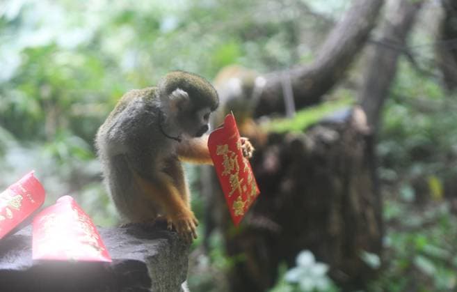 Entertainment Bilder der Woche KW05 Entertainment Bilder des Tages CHONGQING, CHINA - FEBRUARY 02: A Guianan squirrel monkey (Saimiri sciureus) opens a special red envelope during a celebration event for the upcoming Spring Festival at the Chongqing Zoo on February 2, 2024 in Chongqing, China.  Copyright: xChinaxNewsxServicex 111477849923