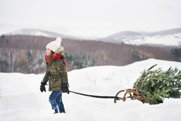 A small girl pulling a Christmas tree in forest. A small girl getting a Christmas tree in forest. A girl pulling a tree on a sledge. Winter day. model released Copyright: xx Get_chris_tree_127
