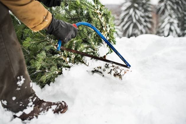 Senior man getting a Christmas tree in forest. Unrecognizable senior man getting a Christmas tree in forest. Winter day. model released Copyright: xx Get_chris_tree_246