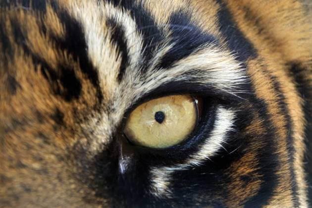 Bengal Tigers Eye Bengal tigers animal eye looking at camera. Close up view looking at camera. EDITORIAL USE ONLY Copyright: xx RafaelxBen-Arix cewitness042280