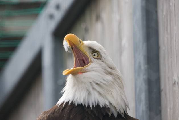 Entertainment Bilder der Woche KW05 Entertainment Bilder des Tages 04.02.2024, Oberösterreich, AUT, Unterwegs in Oberösterreich, Symbolbild, Themenbild, Verschiedene Themenbilder, Tiere, Archivbilder, im Bild Adler, Vogel, Greifvogel, Tier, Tiere, *** 04 02 2024, Upper Austria, AUT, On the road in Upper Austria, symbol picture, theme picture, various theme pictures, animals, archive pictures, in the picture eagle, bird, bird of prey, animal, animals,