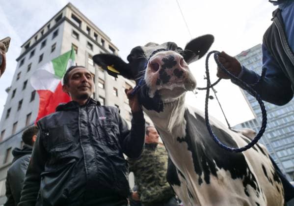News Themen der Woche KW05 News Bilder des Tages Protest demonstration by farmers in Piazza Duomo Milan against the EU policies of the green deal and the government of Giorgia Meloni. The picturesque farmers protest against the European green deal arrives in Piazza Duomo Milan with the Carolina cow, a calf and several demonstrators with flags and banners. Milan Milan Italy -  Copyright: xIPA ABACAx