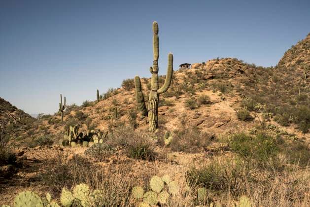 Kalendermotive: Kakteen Lumpy saguaro cactus in rocky desert environment Tucson, Arizona, United States R_MALI240204C-1330100-01