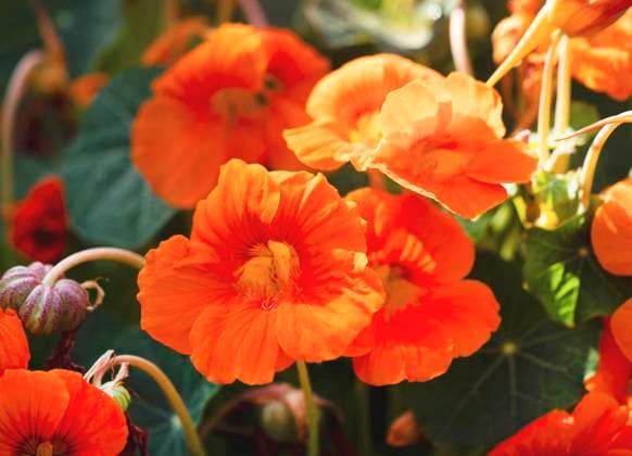 Grosse Kapuzinerkresse, Grosse Kapuziner-Kresse, Kapuzinerkresse, Kapuziner-Kresse (Tropaeolum majus), bluehend Indian cress, common nasturtium, garden nasturtium (Tropaeolum majus), blooming BLWS703055 *** Great Nasturtium, Great Capuchin Cress, Nasturtium, Capuchin Kresse Tropaeolum majus , blooming Indian cress, Common nasturtium, Garden nasturtium Tropaeolum majus , blooming BLWS703055 Copyright: xblickwinkel Steidix
