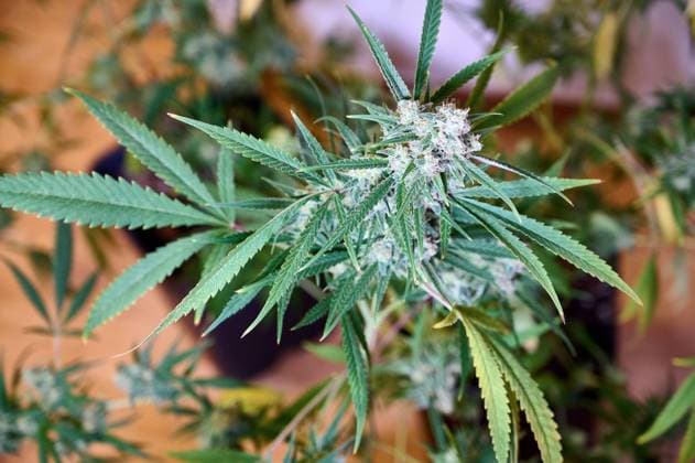 Blühende Cannabispflanze *** Flowering Cannabis plant 1057500629