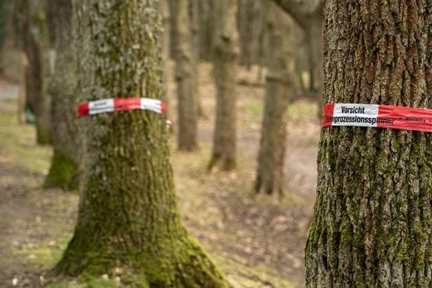 Warnung vor Eichenprozessionsspinner am Waldweg 06.02.2024, Limburg: Symbolfoto, Illustrationsbild, Symbolbild, Illustrationsfoto Warnung vor Eichenprozessionsspinner am Waldweg Das Bild zeigt einen Teil eines Baumes am Rand eines geteerten Waldweges. Um den Baum ist ein auffälliges rot-weißes Absperrband gewickelt, das deutlich mit der Warnung Vorsicht Eichenprozessionsspinner beschriftet ist. Die Szenerie unterstreicht die Vorsichtsmaßnahmen, die in Wäldern und Parkanlagen ergriffen werden, um Spaziergänger und Anwohner vor den gesundheitsschädlichen Raupen des Eichenprozessionsspinners zu schützen. . Limburg Hessen Germany *** Warning of oak processionary moth on forest path 06 02 2024, Limburg Symbol photo, illustratio