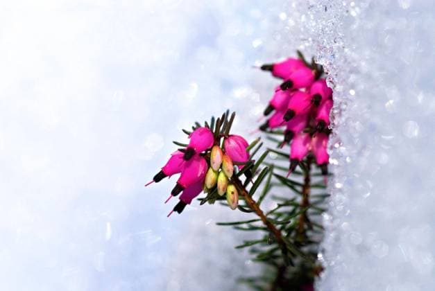 Schneeheide (Erica carnea), Blüten im Schnee *** Snow heath Erica carnea , Flowers at Snow Copyright: imageBROKER Dirkxv.xMallinckrodt ibldvm10154405.jpg