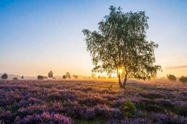 Heidelandschaft, blühende Besenheide (Calluna vulgaris), Birke (Betula), bei Sonnenaufgang im Gegenlicht, Morgendunst, blauer Himmel, Lüneburger Heide, Niedersachsen, Deutschland, Europa *** Heath landscape, Flowering Besenheide Calluna vulgaris , Birch Betula , at Sunrise at Backlight, Morning mist, Blue Heaven, Lüneburg Heide, Lower Saxony, Germany, Europe Copyright: imageBROKER FrankxSommariva ibxfso10154481.jpg