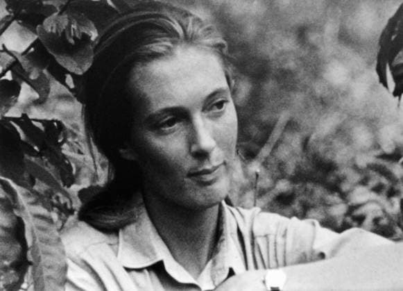 British primatologist, ethologist, anthropologist Jane Goodall, c. 1976 (b w photo) 1690501 British primatologist, ethologist, anthropologist Jane Goodall, c. 1976 (b w photo); PVDE. Copyright: xPVDEx xBridgemanxImagesx 1690501