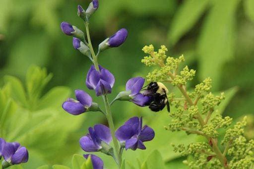 A bumblebee pollinating blue false indigo (baptisia australis) flowers 2980832