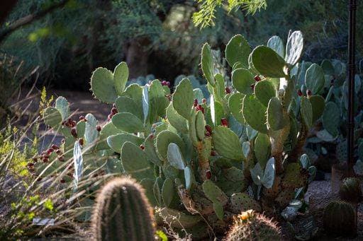 A beautiful shot of Desert Botanical Garden Phoenix USA 2991110
