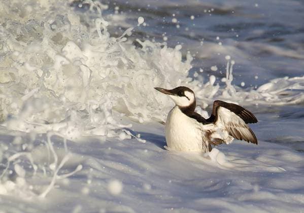 Creative Highlights World Trottellumme, Trottel-Lumme (Uria aalge), schwimmt in der Brandung, Niederlande, Brouwersdam common guillemot (Uria aalge), swimming in the surf of the North Sea, Netherlands, Brouwersdam BLWS703406 *** Guillemot, Trottel Lumme Uria aalge , swims in the Surf, Netherlands, Brouwersdam Common Guillemot Uria aalge , Swimming in The Surf of The North Sea, Netherlands, Brouwersdam BLWS703406 Copyright: xblickwinkel AGAMI K.xdexRouckx
