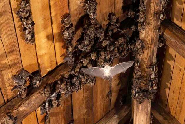 Großes Mausohr (Myotis myotis) Wochenstube im Dachboden einer Kirche, Thüringen, Deutschland, Europa *** Big Mouse-Clock Myotis Myotis Weekly desk at Attic a Church, Thuringia, Germany, Europe Copyright: imageBROKER FranzxChristophxRobiller iblrob09777397.jpg