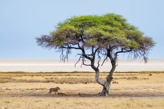 Creative Highlights World Zwei Löwen (Panthera leo), juvenile Männchen, stehend und liegend, unter einer grünen Akazie bei der Etosha Salzpfanne, Etosha Nationalpark, Namibia, Afrika *** Two Lions Panthera Leo , Juvenile Male, standing and lying down, at a Greens Acacia at the Etosha Salt pan, Etosha National Park, Namibia, Africa Copyright: imageBROKER/MaraxBrandl ibxmab10166506.jpg