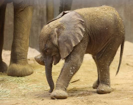 Bilder des Jahres 2024, Entertainment 02 Februar Entertainment Themen der Woche KW06 Entertainment Bilder des Tages 08.02.2024 Sachsen Anhalt Sachsen-Anhalt Zoo Der Bergzoo in Halle freut sich über Zuwachs bei der Elefantenherde: Elefantenkuh Tana brachte einen Bullen zur Welt Nachwuchs Elefantennachwuchs Tierkinder Tierbabies Jungtiere Minifant *** 08 02 2024 Saxony Anhalt Saxony Anhalt Zoo The mountain zoo in Halle is delighted to welcome an addition to its elephant herd Elephant cow Tana gave birth to a bull Offspring Elephant offspring Animal children Animal babies Young animals Minifant