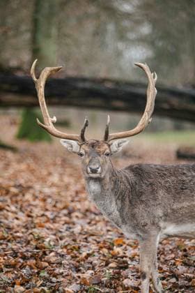 Wildpark in Düsseldorf Impressionen aus dem Wildpark mit Hirschen und Rehen am 30.12.23 in Düsseldorf. * Impressions from the deer park with deers and roe deers on December 30, 2023 in Duesseldorf. Düsseldorf Nordrhein-Westfalen Germany Copyright: xPieroxNigrox