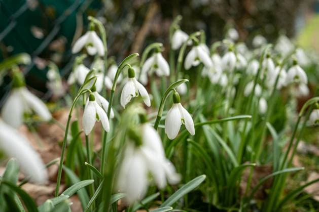 Erste Schneeglöckchen des Frühlings in voller Blüte 10.02.24, Selters: Symbolfoto, Illustrationsbild, Symbolbild, Illustrationsfoto Erste Schneeglöckchen des Frühlings in voller Blüte Ein bezauberndes Bild der ersten Schneeglöckchen des Jahres, die mit ihren zarten weißen Blüten gegen das frische Grün des Frühlings abheben. Diese kleinen, aber kraftvollen Zeichen des Frühlingsanfangs symbolisieren Erneuerung und Hoffnung. . Selters Hessen Germany *** First snowdrops of spring in full bloom 10 02 24, Selters symbol photo, illustration image, symbol image, illustration photo First snowdrops of spring in full bloom An enchanting image of the first snowdrops of the year, their delicate white flowers standing out against the