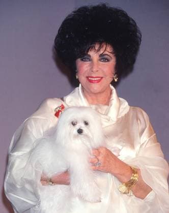 Elizabeth Taylor 1993 Elizabeth Taylor John Barrett PHOTOlink EDITORIAL USE ONLY Copyright: xx PhotoxByxJohnxBarrett PHOTOlink.x phlphotos416778