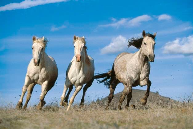 Wild horses running across the plains in Montana Montana United States  Copyright: xMitchelxGrayx 1087-19947355