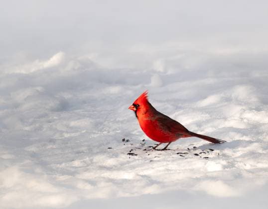 Creative Highlights World Close up of red male northern cardinal eating seeds from snowy ground. Kingston, Ontario, Canada R_DOHO240209N-1345059-01