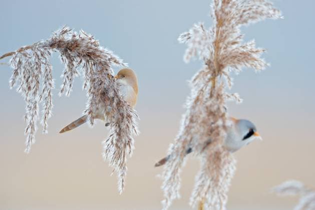 Bartmeisen ( Panurus biarmicus ), Paar, Pärchen, Männchen und Weibchen, an Schilfrispen sitzend, im Schilfgras, Samen pflückend, fressend, ganz besonders hübsche Singvögel, heimische Tierwelt, wildlife; Europa. *** Bearded Tits Bearded Reedlings ( Panurus biarmicus ), pair, couple, male and female, sitting in reed grass, picking seeds, wildlife, Europe. Baden-Württemberg Deutschland, Europa