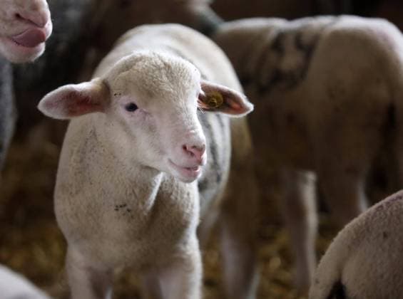 24.01.2024 Sachsen Anhalt Sachsen-Anhalt Schäfer Marco Zink vom Ökohof Seeben in Halle hat in diesem Jahr doppelt soviele Osterlämmer als im letzten Jahr ca 400 Schafzucht Schafe Schaf Lamm Lämmer Viehzucht Osterlamm Morinoschafe Mrino *** 24 01 2024 Saxony Anhalt Saxony Anhalt Shepherd Marco Zink from Ökohof Seeben in Halle has twice as many Easter lambs this year as last year approx. 400 sheep sheep sheep lamb lambs livestock breeding Easter lamb Morino sheep Mrino