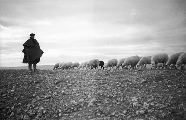 Spanish Civil War 1936-1939: Italian fascist soldiers pass through Jerez de la Frontera, Guadalajara, Almadrones, Navalpotro, Calamocha and Labastida to arrive in Santander. Shepherd with flock of sheep grazing in Spain 3571305 Spanish Civil War 1936-1939: Italian fascist soldiers pass through Jerez de la Frontera, Guadalajara, Almadrones, Navalpotro, Calamocha and Labastida to arrive in Santander. Shepherd with flock of sheep grazing in Spain; (add.info.: Spanish Civil War 1936-1939: Italian fascist soldiers pass through Jerez de la Frontera, Guadalajara, Almadrones, Navalpotro, Calamocha and Labastida to arrive in Santander. Shepherd with flock of sheep grazing in Spain Photographer: Sandri Guglielmo); Alinari Archives, Florence. Copyright: xAlinarixArchives,xFlorencex xBridgemanxImagesx 3571305