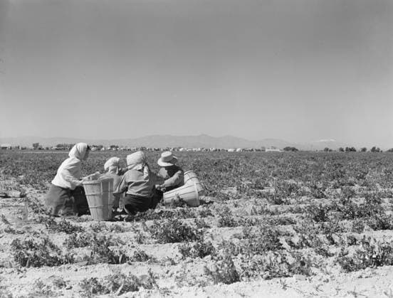 Lunchtime in the pea field near Calipatria, California, 1939 (b w photo) 3738770 Lunchtime in the pea field near Calipatria, California, 1939 (b w photo) by Lange, Dorothea (1895-1965); Private Collection; (add.info.: Camp in background. Near Calipatria, California. ). Copyright: xBridgemanxImagesx 3738770
