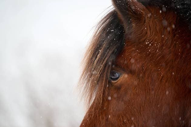 Closeup headshot of brown horse at Iceland in winter Reykjavík, Reykjavíkurborg, Iceland R_OSBJ24021251-1346190-01