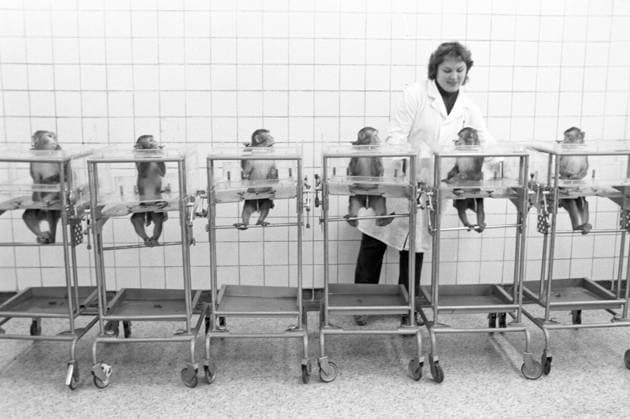 Preparing primates for space flight 8296802 01.12.1983 Cosmonauts-to-be at the Institute of Medical Primatology of the USSR Academy of Medical Sciences (now the Russian Academy of Medical Sciences). Vitaliy Karpov Khimki Moscow region Russia  Copyright: xVitaliyxKarpovx