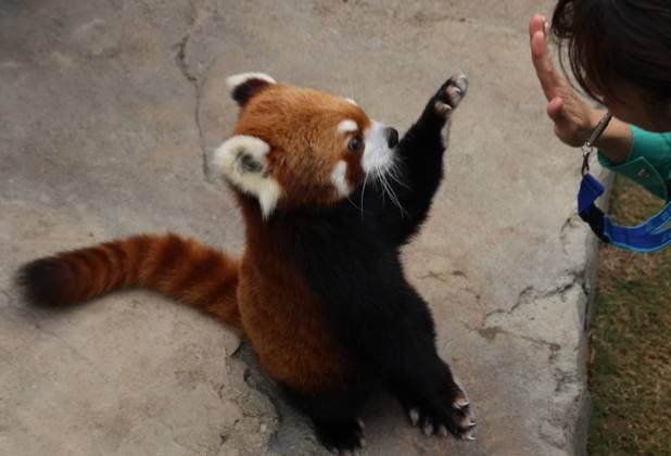 Bilder des Jahres 2024, Entertainment 02 Februar Entertainment Themen der Woche KW07 Entertainment Bilder des Tages RECORD DATE NOT STATED Red Pandas at Ocean Park, celebrates the return of 2023 Sichuan Nature Conservation Week and Ocean PArk signs new collaboration agreement (with Chengdu Research Base of Giant Panda Breeding) for additional red pandas.24NOV23 SCMP Dickson Lee HONG KONG China EDITORIAL USE ONLY  Copyright: xx 202311244e268874 DicksonxLeex scmpphotostwo051351