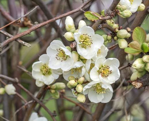 Chinesische Zierquitte (Chaenomeles speciosa Nivalis ) McPKST McP_HRM_2024_000787 *** Chinese Zierquitte Chaenomeles speciosa nivalis McPKST McP HRM 2024 000787 McPKST