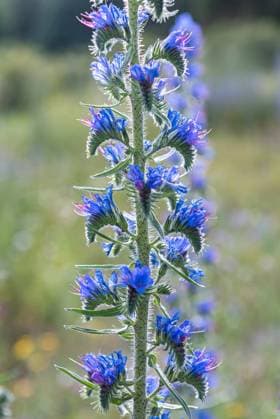 Natternkopf (Echium vulgare) McPKST McP_HRM_2024_000873 *** Viper s Head Echium vulgare McPKST McP HRM 2024 000873 McPKST